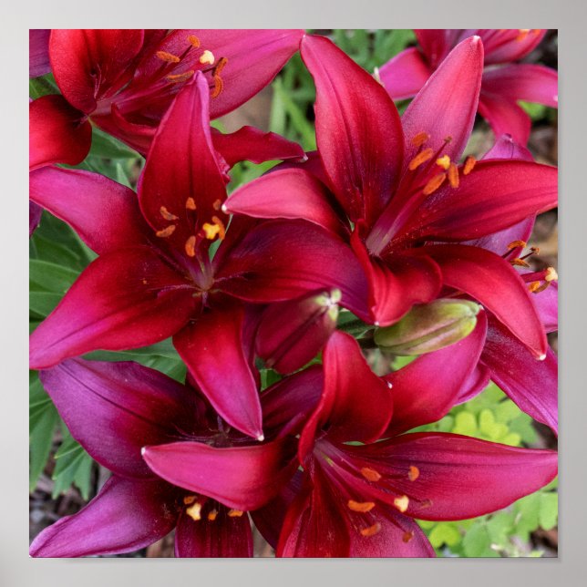 Poster Deep Reds (Frente)