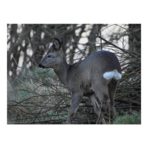 Pôster Deer