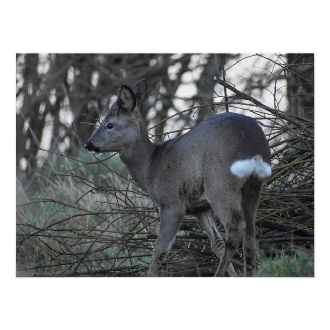 Pôster Deer (Frente)