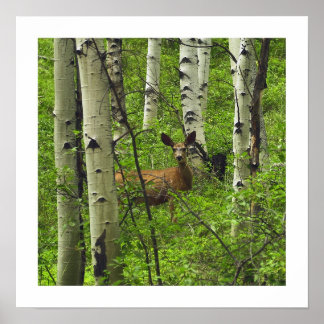 Pôster Deer