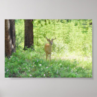 Poster Deer