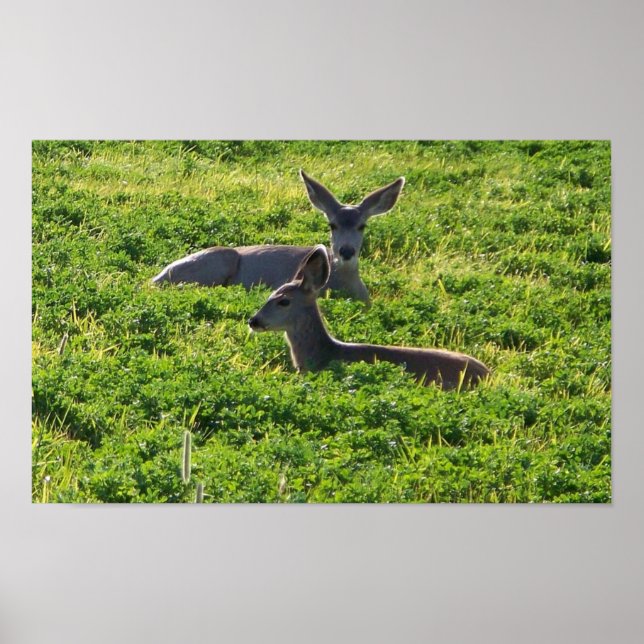 Pôster Deer (Frente)