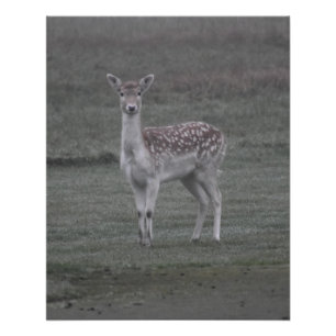Pôster Deer
