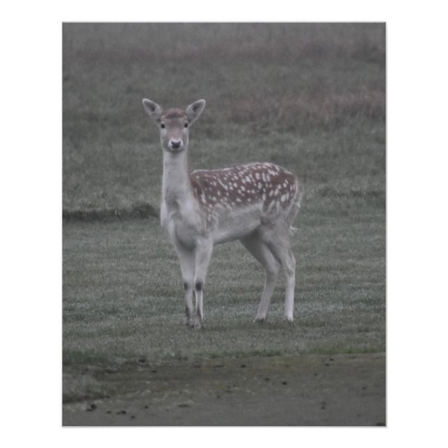 Pôster Deer (Frente)