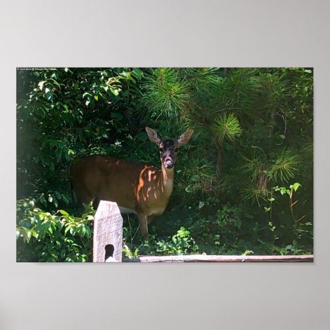 Poster Deer, (Frente)