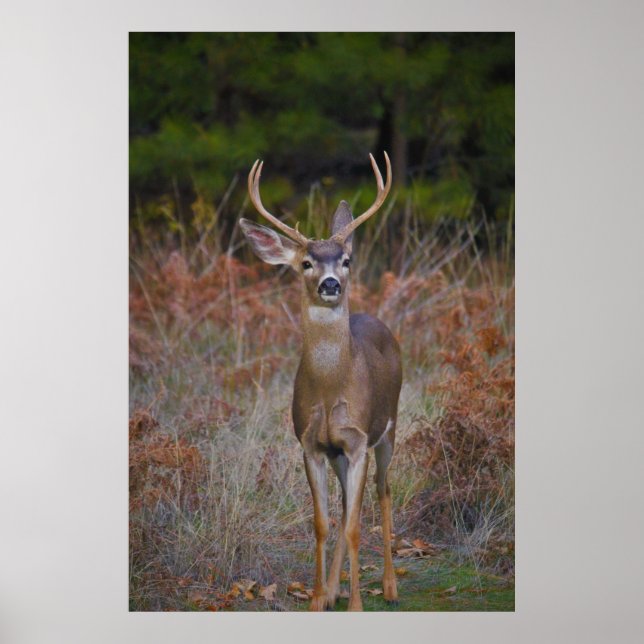 Poster Deer 3... você me batendo! (Frente)