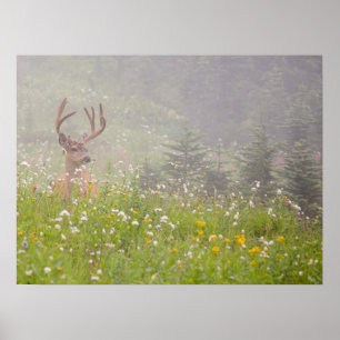 Poster Deer Buck   Parque Nacional Monte Rainier