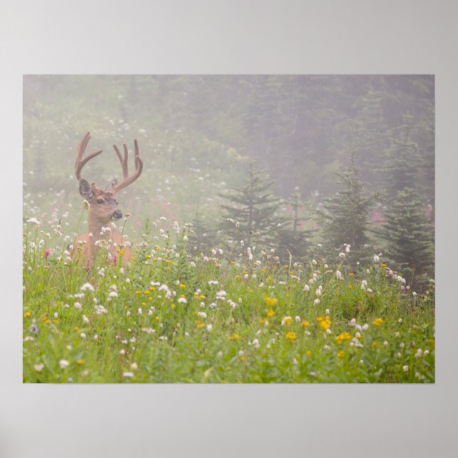 Poster Deer Buck | Parque Nacional Monte Rainier (Frente)