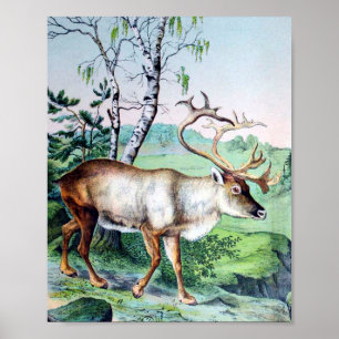Poster Deer e Reindeer