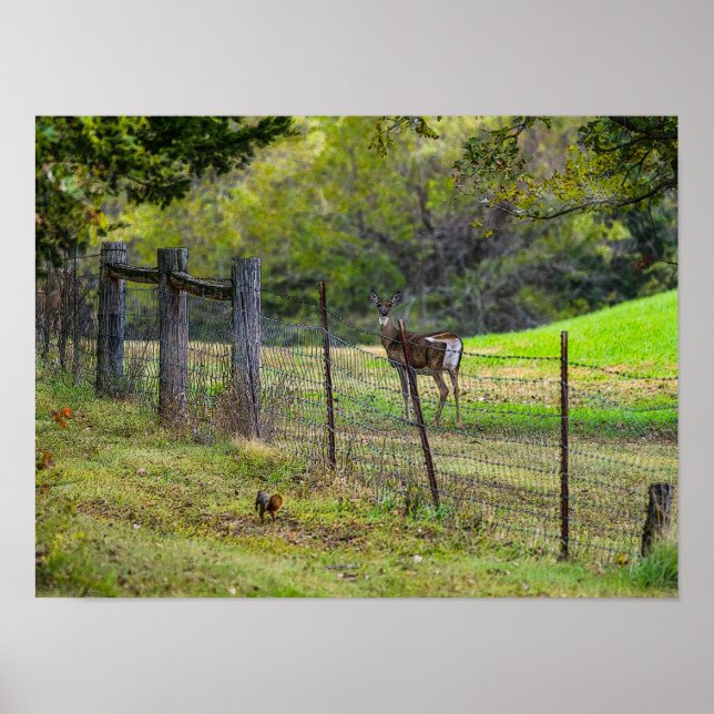 Poster Deer E Um Esquilo Painterly (Frente)