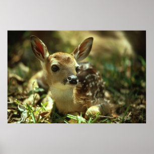 Poster Deer Fawn de cauda branca