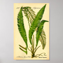 Deer Fern (cuspidante Blechnum)