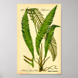 Poster Deer Fern (cuspidante Blechnum)