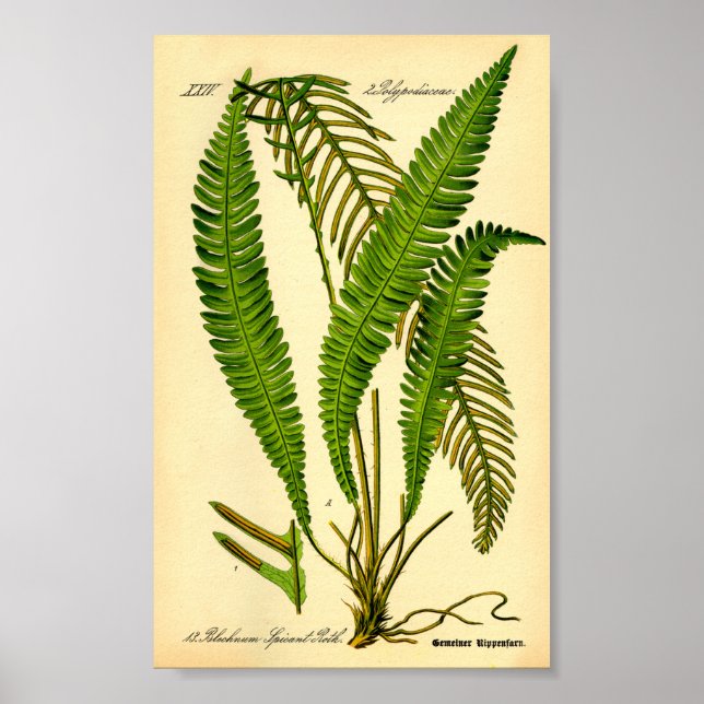 Poster Deer Fern (cuspidante Blechnum) (Frente)