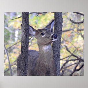 Poster Deer In the Woods