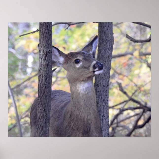 Poster Deer In the Woods (Frente)