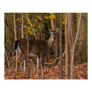Pôster Deer in Woods