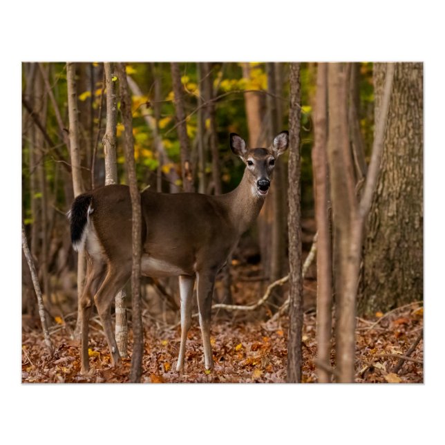 Pôster Deer in Woods (Frente)