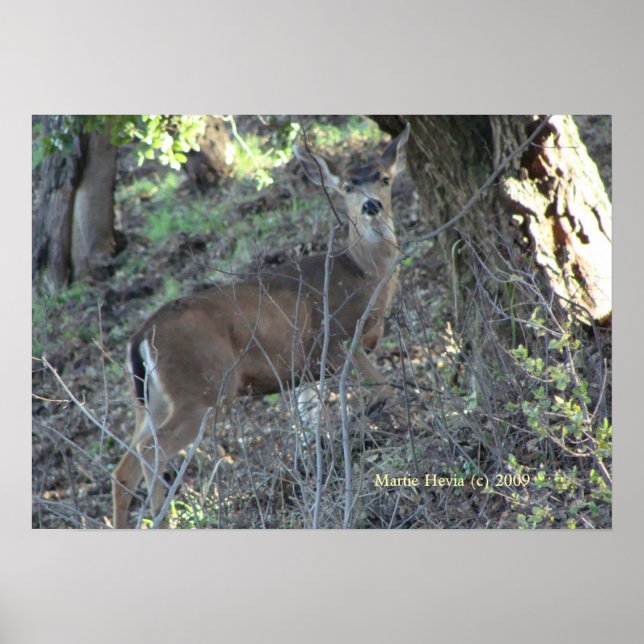 Pôster Deer in Woods - Selecione o seu quadro (Frente)