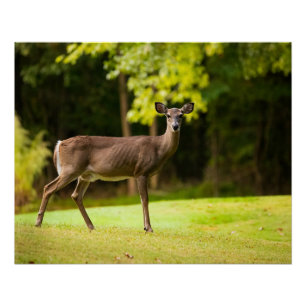 Pôster Deer on Golf Course