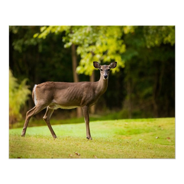 Pôster Deer on Golf Course (Frente)