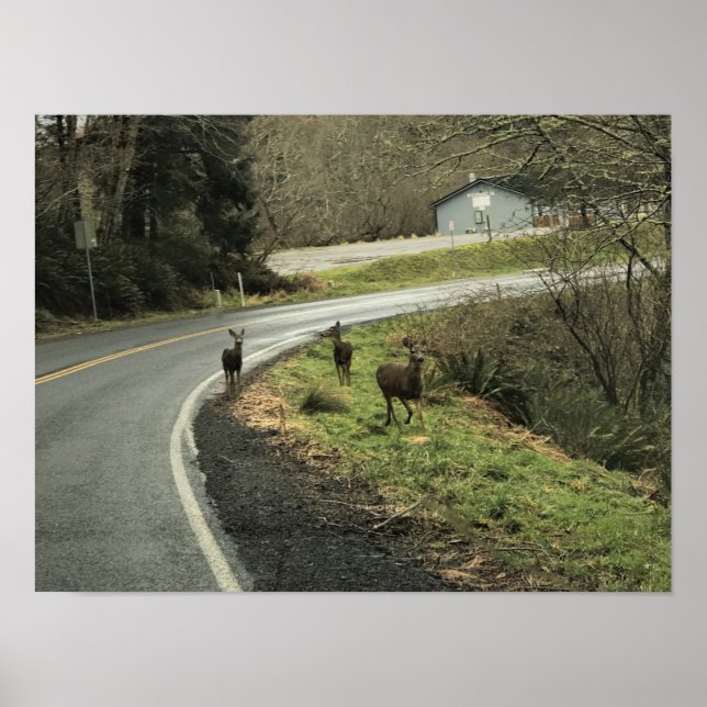 Poster Deer on Road, Cape Desapontamento, WA (Frente)