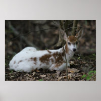 Deer Piebald do KMCphoto