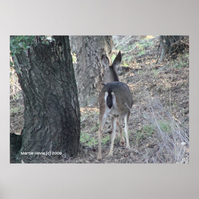Pôster Deer's Back (Frente)