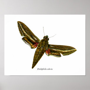 Pôster Deilephila celerio - Vine Hawk-Moth