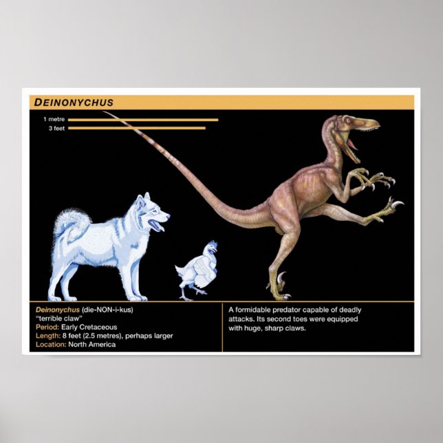 Poster Deinonychus - Biology Jurassic Dinosaur (Frente)