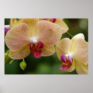 Pôster Deixe-nos permanecer junto