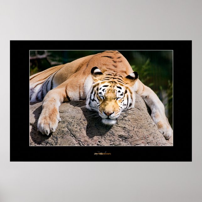 Poster Deixe-os dormir. (Frente)