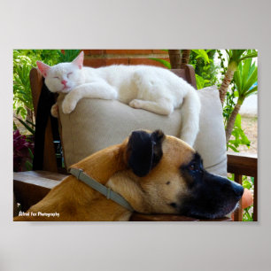 Poster Deixem os Gatos Dormindo