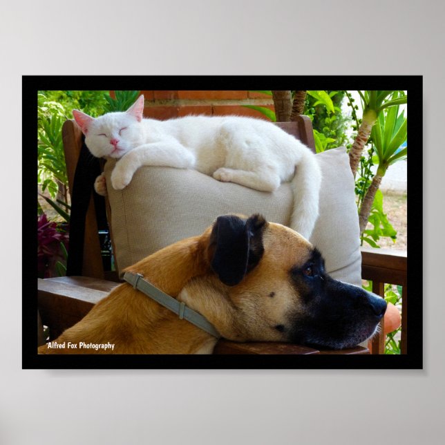 Poster Deixem os Gatos Dormindo (Frente)