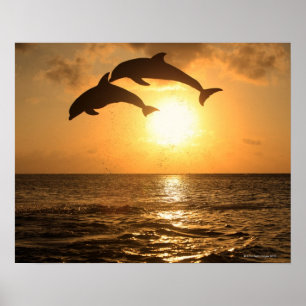 Pôster Delfin 3
