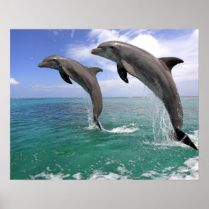 Pôster Delfin, Delfim, Tuemmler mais bruto, Tursiops 4