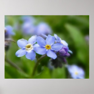 Pôster Delicado esqueça-me não flores