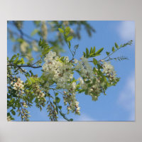 Delicar Flor Branco De Bloqueio Brilha Céu Azul