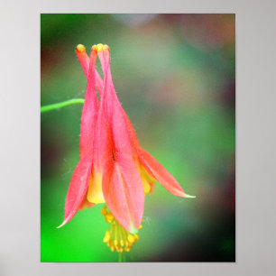 Poster Delicar Flor Columbina