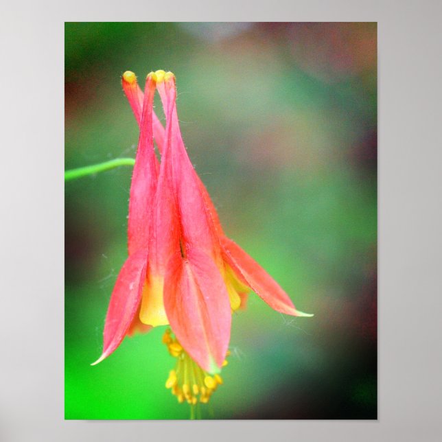 Poster Delicar Flor Columbina (Frente)