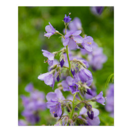 Pôster Delicar flores azuis num campo verde num primavera