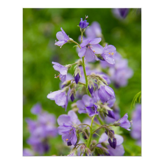 Pôster Delicar flores azuis num campo verde num primavera (Frente)