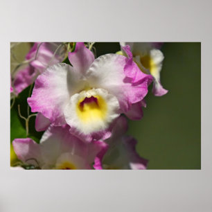 Pôster Delicar Orquid