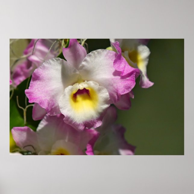 Pôster Delicar Orquid (Frente)