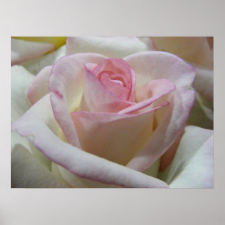 Pôster Delicate Love Rosa