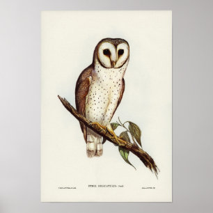 Poster Delicate Owl por Elizabeth Gould