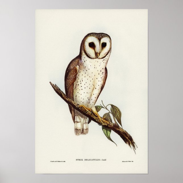Poster Delicate Owl por Elizabeth Gould (Frente)