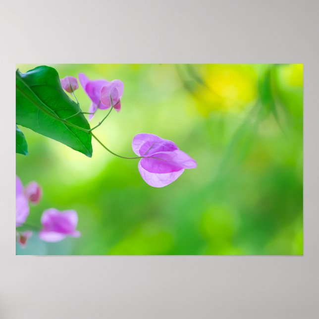Poster Delicate Purple Bougainvillea (Frente)