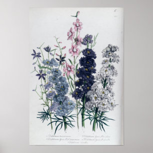 Poster Delphiniums, "da flor Garden das senhoras"