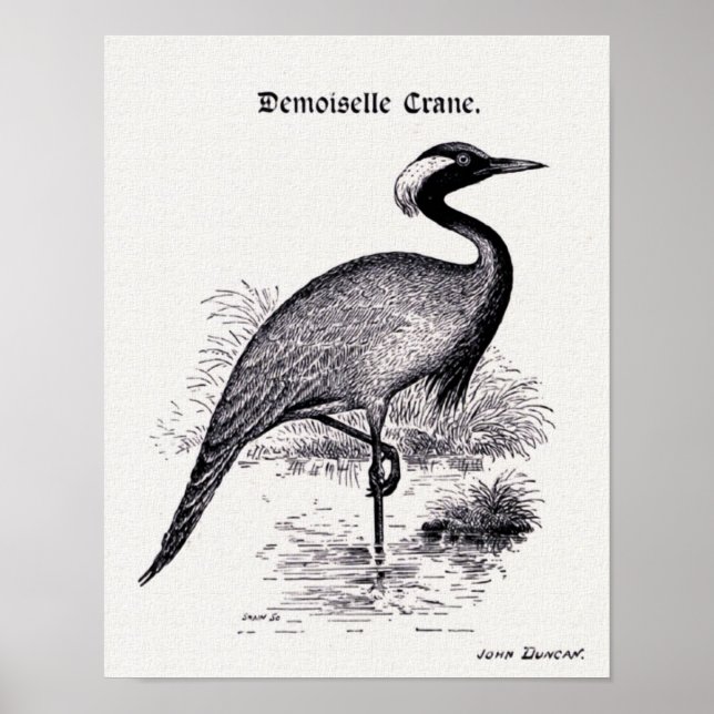 Pôster "Demoiselle Crane" Ilustração Vintage (Frente)